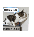 興味多彩ねこちゃん（個別スタンプ：2）