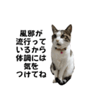 興味多彩ねこちゃん（個別スタンプ：4）