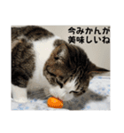 興味多彩ねこちゃん（個別スタンプ：5）