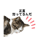 興味多彩ねこちゃん（個別スタンプ：6）