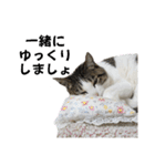 興味多彩ねこちゃん（個別スタンプ：7）
