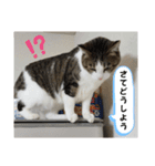 興味多彩ねこちゃん（個別スタンプ：8）