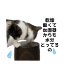 興味多彩ねこちゃん（個別スタンプ：9）