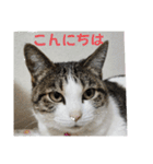 興味多彩ねこちゃん（個別スタンプ：11）