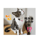 興味多彩ねこちゃん（個別スタンプ：12）