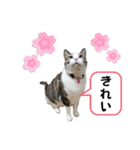 興味多彩ねこちゃん（個別スタンプ：13）