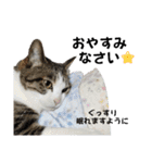 興味多彩ねこちゃん（個別スタンプ：14）
