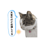 興味多彩ねこちゃん（個別スタンプ：15）