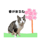 興味多彩ねこちゃん（個別スタンプ：16）