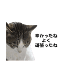 興味多彩ねこちゃん（個別スタンプ：18）