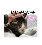 興味多彩ねこちゃん（個別スタンプ：21）