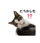 興味多彩ねこちゃん（個別スタンプ：22）