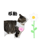 興味多彩ねこちゃん（個別スタンプ：23）