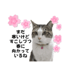 興味多彩ねこちゃん（個別スタンプ：24）