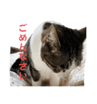 興味多彩ねこちゃん（個別スタンプ：25）