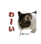 興味多彩ねこちゃん（個別スタンプ：27）