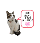 興味多彩ねこちゃん（個別スタンプ：28）