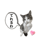 興味多彩ねこちゃん（個別スタンプ：29）