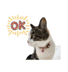 興味多彩ねこちゃん（個別スタンプ：30）