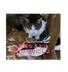 興味多彩ねこちゃん（個別スタンプ：31）