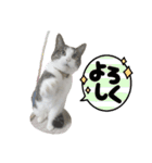興味多彩ねこちゃん（個別スタンプ：32）