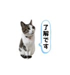 興味多彩ねこちゃん（個別スタンプ：33）