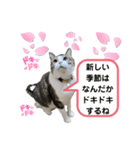 興味多彩ねこちゃん（個別スタンプ：34）