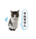 興味多彩ねこちゃん（個別スタンプ：35）