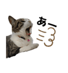 興味多彩ねこちゃん（個別スタンプ：36）