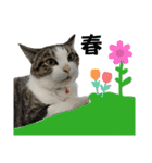 興味多彩ねこちゃん（個別スタンプ：38）