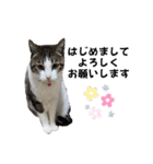 興味多彩ねこちゃん（個別スタンプ：39）