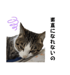 興味多彩ねこちゃん（個別スタンプ：40）