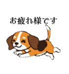 色々使えるあいさつ❗❗【ビーグル犬】（個別スタンプ：1）