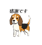 色々使えるあいさつ❗❗【ビーグル犬】（個別スタンプ：2）