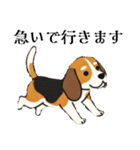 色々使えるあいさつ❗❗【ビーグル犬】（個別スタンプ：4）