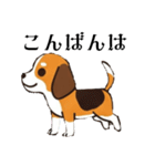 色々使えるあいさつ❗❗【ビーグル犬】（個別スタンプ：5）