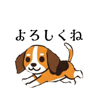 色々使えるあいさつ❗❗【ビーグル犬】（個別スタンプ：7）