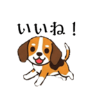 色々使えるあいさつ❗❗【ビーグル犬】（個別スタンプ：8）