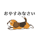 色々使えるあいさつ❗❗【ビーグル犬】（個別スタンプ：11）