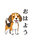 色々使えるあいさつ❗❗【ビーグル犬】（個別スタンプ：13）