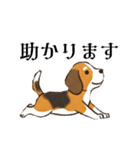 色々使えるあいさつ❗❗【ビーグル犬】（個別スタンプ：14）