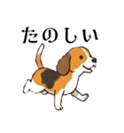 色々使えるあいさつ❗❗【ビーグル犬】（個別スタンプ：19）