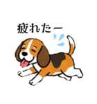 色々使えるあいさつ❗❗【ビーグル犬】（個別スタンプ：20）