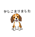 色々使えるあいさつ❗❗【ビーグル犬】（個別スタンプ：21）
