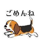 色々使えるあいさつ❗❗【ビーグル犬】（個別スタンプ：23）