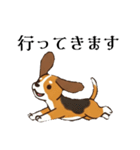 色々使えるあいさつ❗❗【ビーグル犬】（個別スタンプ：25）