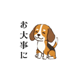 色々使えるあいさつ❗❗【ビーグル犬】（個別スタンプ：28）