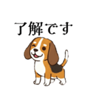 色々使えるあいさつ❗❗【ビーグル犬】（個別スタンプ：29）