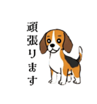 色々使えるあいさつ❗❗【ビーグル犬】（個別スタンプ：30）