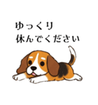 色々使えるあいさつ❗❗【ビーグル犬】（個別スタンプ：31）